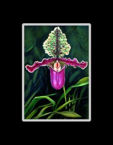 Paphiopedilum Orchid Print