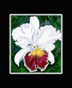 White Cattleya Orchid Print