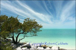 Key West Buttonwood Photo