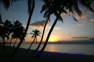 Palm Trees at Sunset Photo