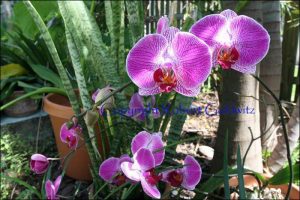 Orchids Photo